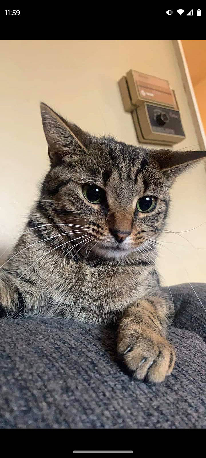 Jazmine joined the competition — help win amazing prizes! carnivore, cat, claw, domestic_short_haired_cat, felidae, fur, paw, small_to_medium_sized_cats, snout, terrestrial_animal, tree, wall_plate, whiskers, wildlife, window