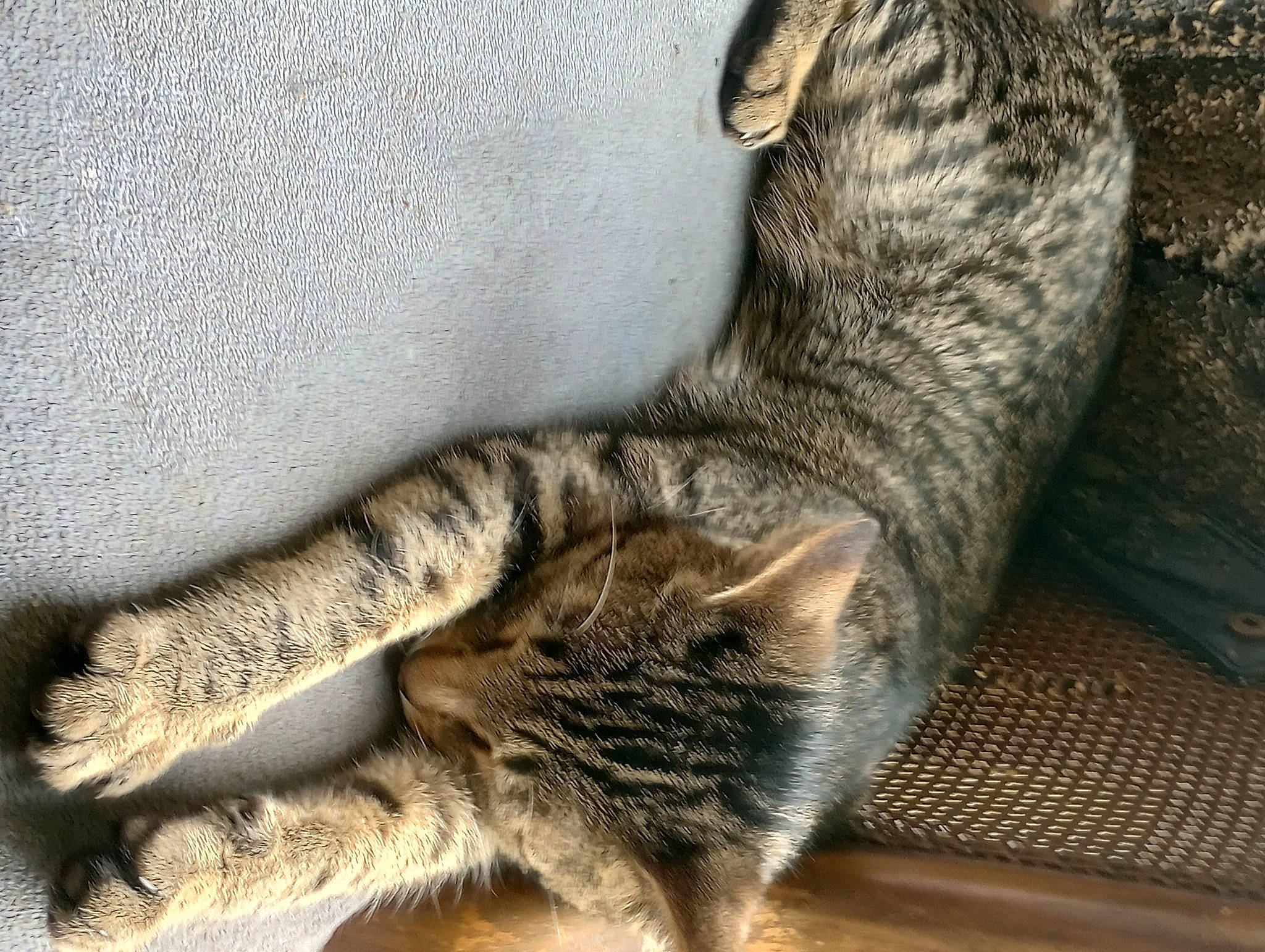 Jazmine joined the competition — help win amazing prizes! carnivore, cat, claw, comfort, domestic_short_haired_cat, eye, felidae, foot, fur, grey, human_leg, nap, paw, small_to_medium_sized_cats, snout, tail, terrestrial_animal, tree, whiskers, wildlife