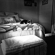 Gizzy is registered to the contest to win money with this photo: dog, bed, blanket, pillow, flower_pattern, black_and_white, indoor, cozy, relaxed, pet, furniture, room, soft_light, resting, quiet, decor, home, carpet, cabinet, peaceful