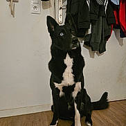 Baïko participe au concours pour gagner de l'argent avec cette photo : dog, black_dog, white_markings, heterochromia, blue_eye, brown_eye, sitting, wooden_floor, indoor, door, coat, jacket, clothing, hook, wall, telephone, power_socket, pet, attentive, house