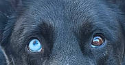 Baïko participe au concours pour gagner de l'argent avec cette photo : dog, black_dog, close_up, heterochromia, blue_eye, brown_eye, fur, pet, animal, canine, portrait, face, ears, whiskers, cute, looking_up, outdoor, detailed, texture, intense_gaze