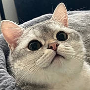 Stormy is registered to the contest to win money with this photo: cat, close_up, wide_eyes, whiskers, ears, gray_fur, pet, cute, curious, soft_texture, bed, indoor, feline, animal, portrait, resting, domestic_cat, fluffy, alert, cozy