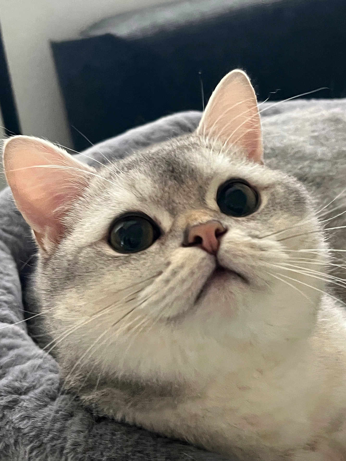 Stormy is registered to the contest to win money with this photo: cat, close_up, wide_eyes, whiskers, ears, gray_fur, pet, cute, curious, soft_texture, bed, indoor, feline, animal, portrait, resting, domestic_cat, fluffy, alert, cozy