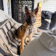 Luna joined the competition — help win amazing prizes! dog, puppy, chair, cushion, striped, porch, door, wrought_iron, sign, star, wooden, wall_decoration, black_bags, pet, animal, sitting, curious, indoor, home, cozy