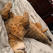 Sober joined the competition — help win amazing prizes! animal, bedroom, blanket, cat, comfortable, cozy, cute, domestic_cat, feline, fluffy, fur, indoor, paws, pet, relaxed, resting, sleeping, soft, tabby, wooden_cabinet