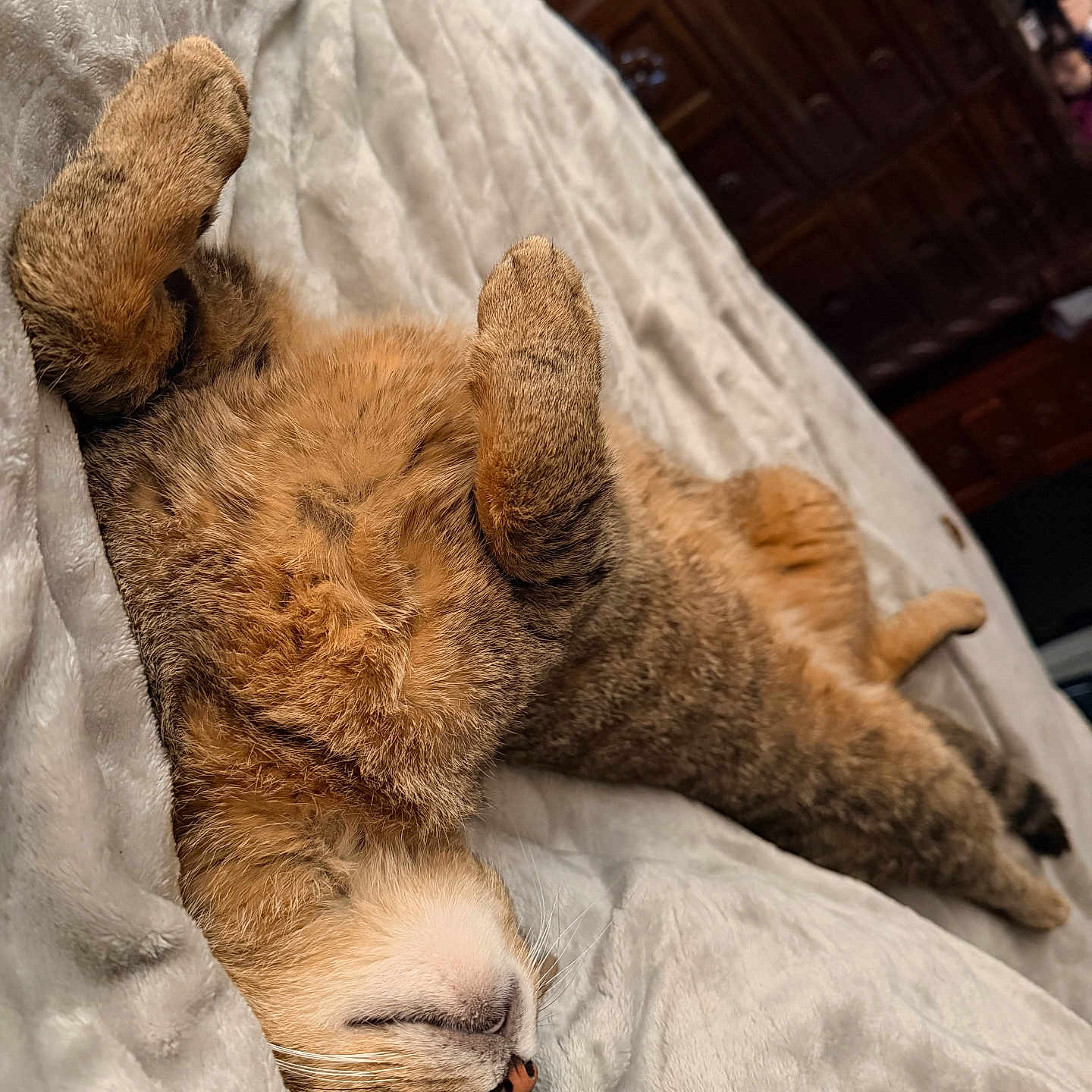 Sober joined the competition — help win amazing prizes! animal, bedroom, blanket, cat, comfortable, cozy, cute, domestic_cat, feline, fluffy, fur, indoor, paws, pet, relaxed, resting, sleeping, soft, tabby, wooden_cabinet