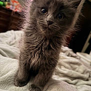 King is registered to the contest to win money with this photo: kitten, gray_fur, fluffy, cat, pet, indoor, blanket, curious, wide_eyes, soft_lighting, cozy, furniture, home, close_up, animal, young_cat, cute, feline, portrait, domestic_cat