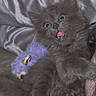 King joined the competition — help win amazing prizes! kitten, gray_cat, fluffy, wide_eyes, pink_tongue, playful, toy, purple_toy, soft_blanket, silver_blanket, cute, pet, animal, feline, indoor, close_up, paw, fur, whiskers, sleepy