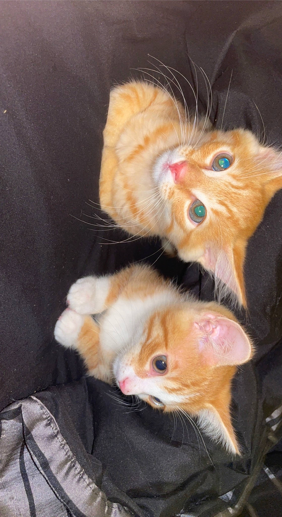 Phoenix joined the competition — help win amazing prizes! canidae, carnivore, cat, claw, domestic_short_haired_cat, ear, fawn, felidae, foot, fur, gesture, paw, small_to_medium_sized_cats, tail, whiskers