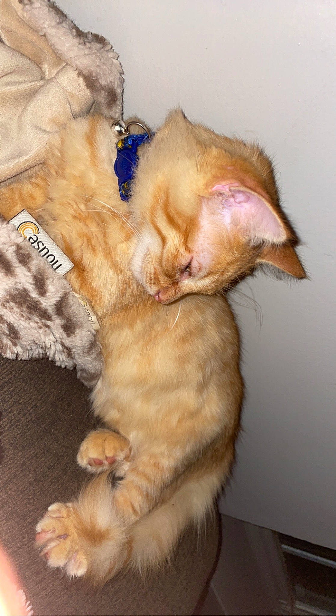 Phoenix is registered to the contest to win money with this photo: brown, canidae, carnivore, cat, claw, comfort, domestic_short_haired_cat, fawn, felidae, foot, fur, linens, nap, paw, small_to_medium_sized_cats, snout, tail, whiskers