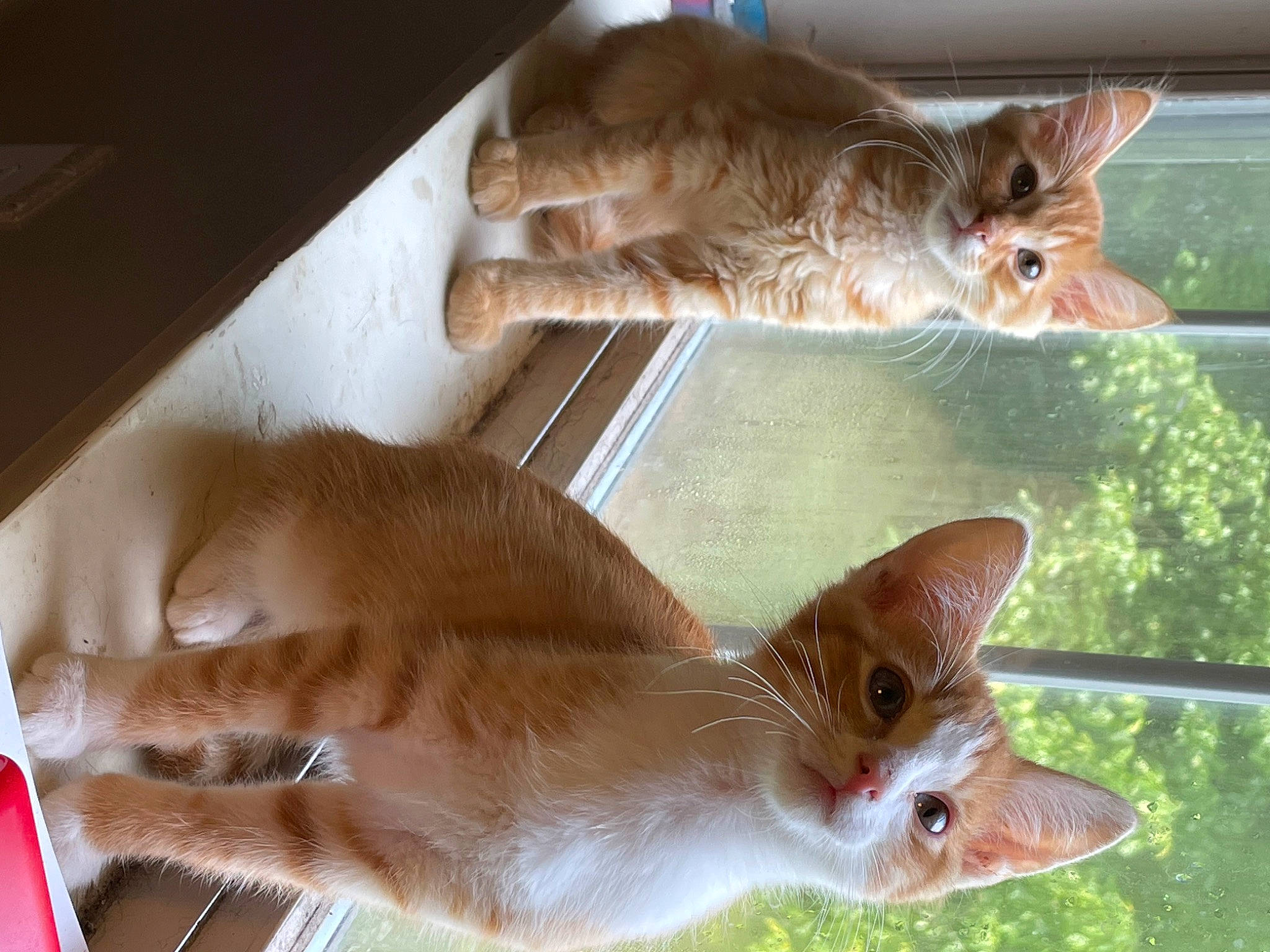 Phoenix joined the competition — help win amazing prizes! carnivore, cat, claw, domestic_short_haired_cat, fawn, felidae, fur, paw, photo_caption, plant, small_to_medium_sized_cats, snout, tail, thai, whiskers, window, wood