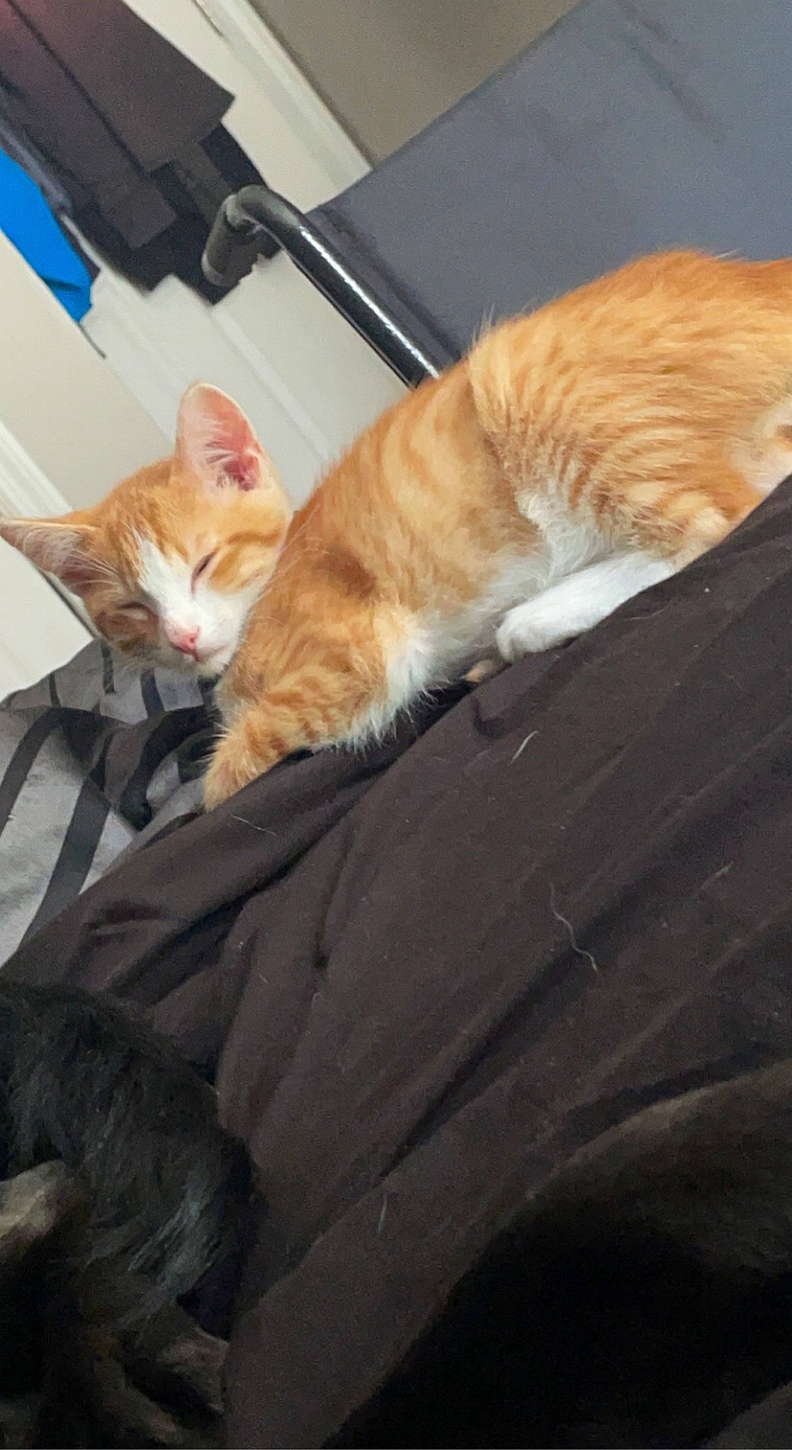 Arthur joined the competition — help win amazing prizes! brown, carnivore, cat, claw, comfort, domestic_short_haired_cat, fawn, felidae, fur, mammal, nap, paw, room, sitting, small_to_medium_sized_cats, snout, tail, vertebrate, whiskers, wood