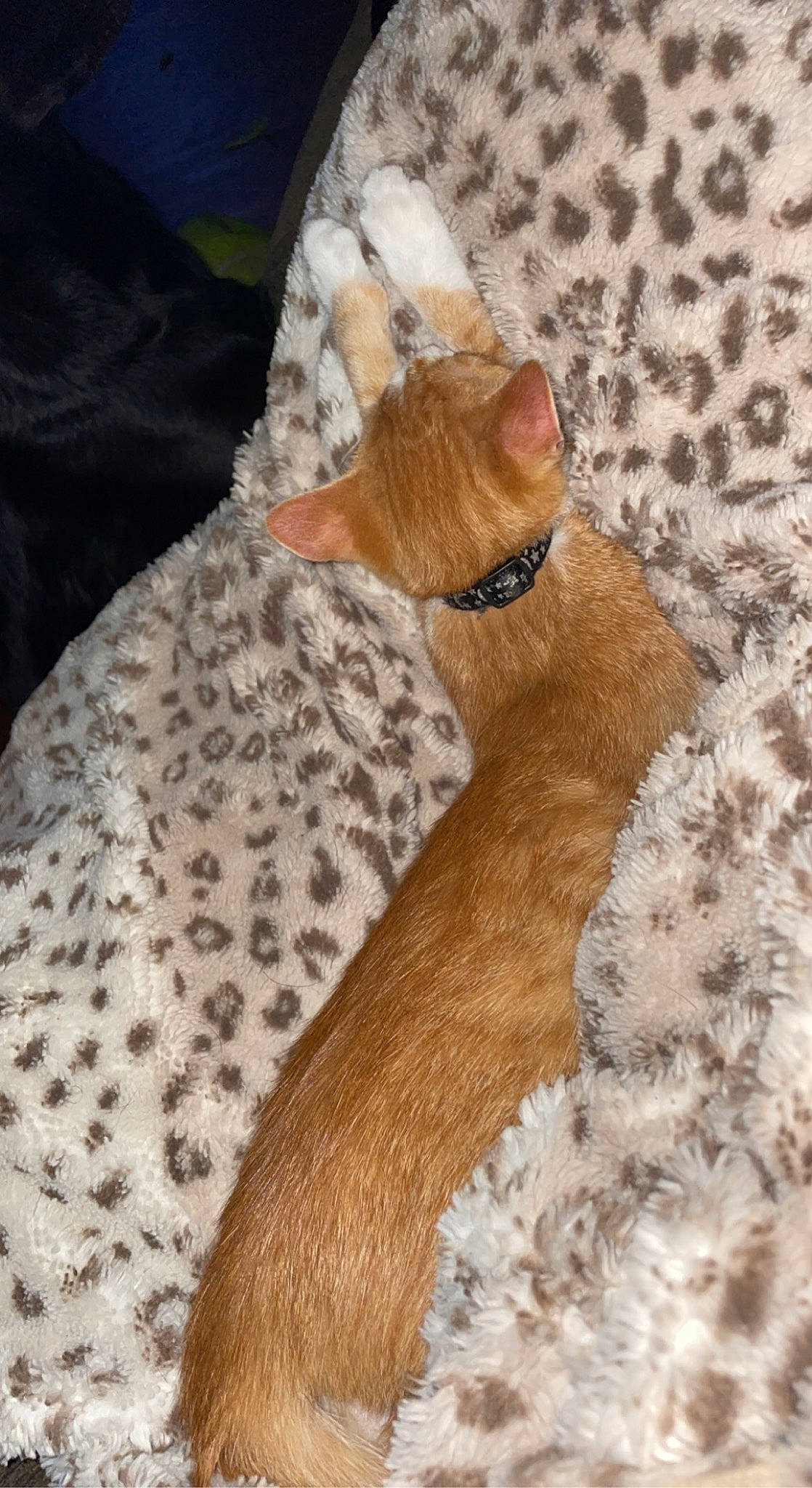 Arthur is registered to the contest to win money with this photo: bow_tie, canidae, carnivore, cat, comfort, fawn, felidae, fur, hat, linens, pattern, paw, sleeve, small_to_medium_sized_cats, sunglasses, tail, terrestrial_animal, tree, whiskers, wood