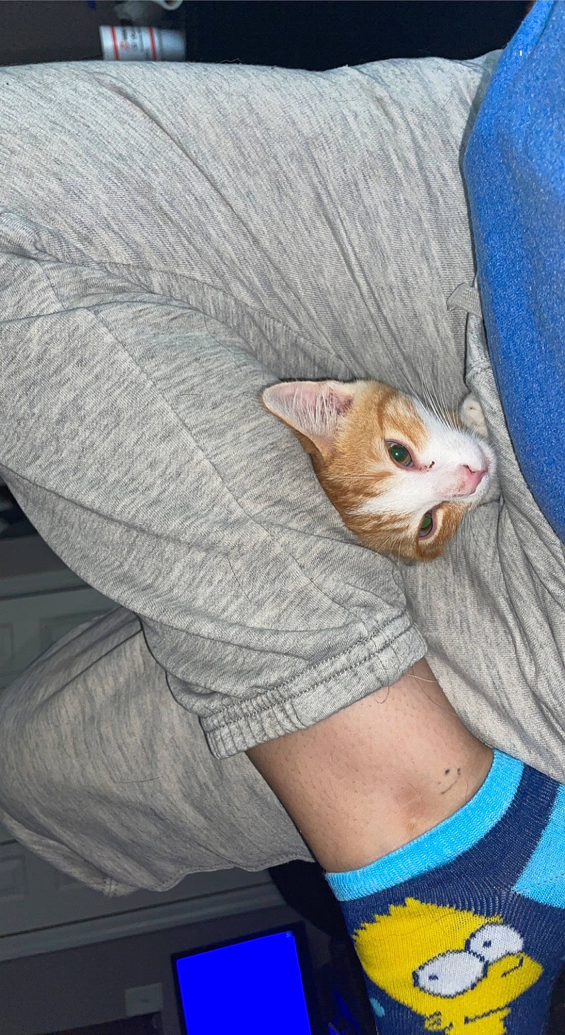 Arthur is registered to the contest to win money with this photo: blue, carnivore, cat, comfort, domestic_short_haired_cat, electric_blue, fawn, felidae, fur, gesture, grey, human_leg, linens, mammal, pattern, small_to_medium_sized_cats, tail, textile, vertebrate, whiskers