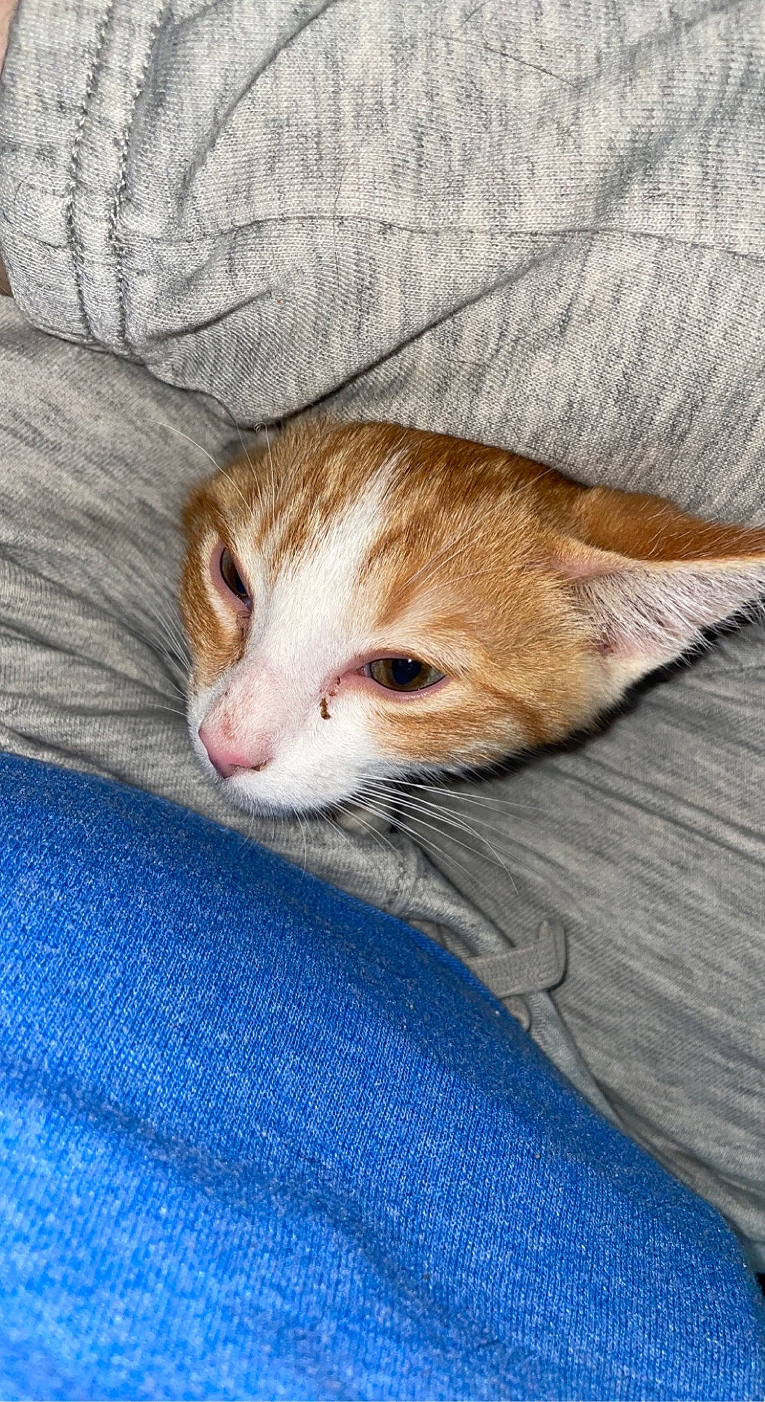 Arthur is registered to the contest to win money with this photo: blue, carnivore, cat, claw, comfort, domestic_short_haired_cat, electric_blue, fawn, felidae, fur, linens, nap, paw, small_to_medium_sized_cats, snout, tail, whiskers, wood