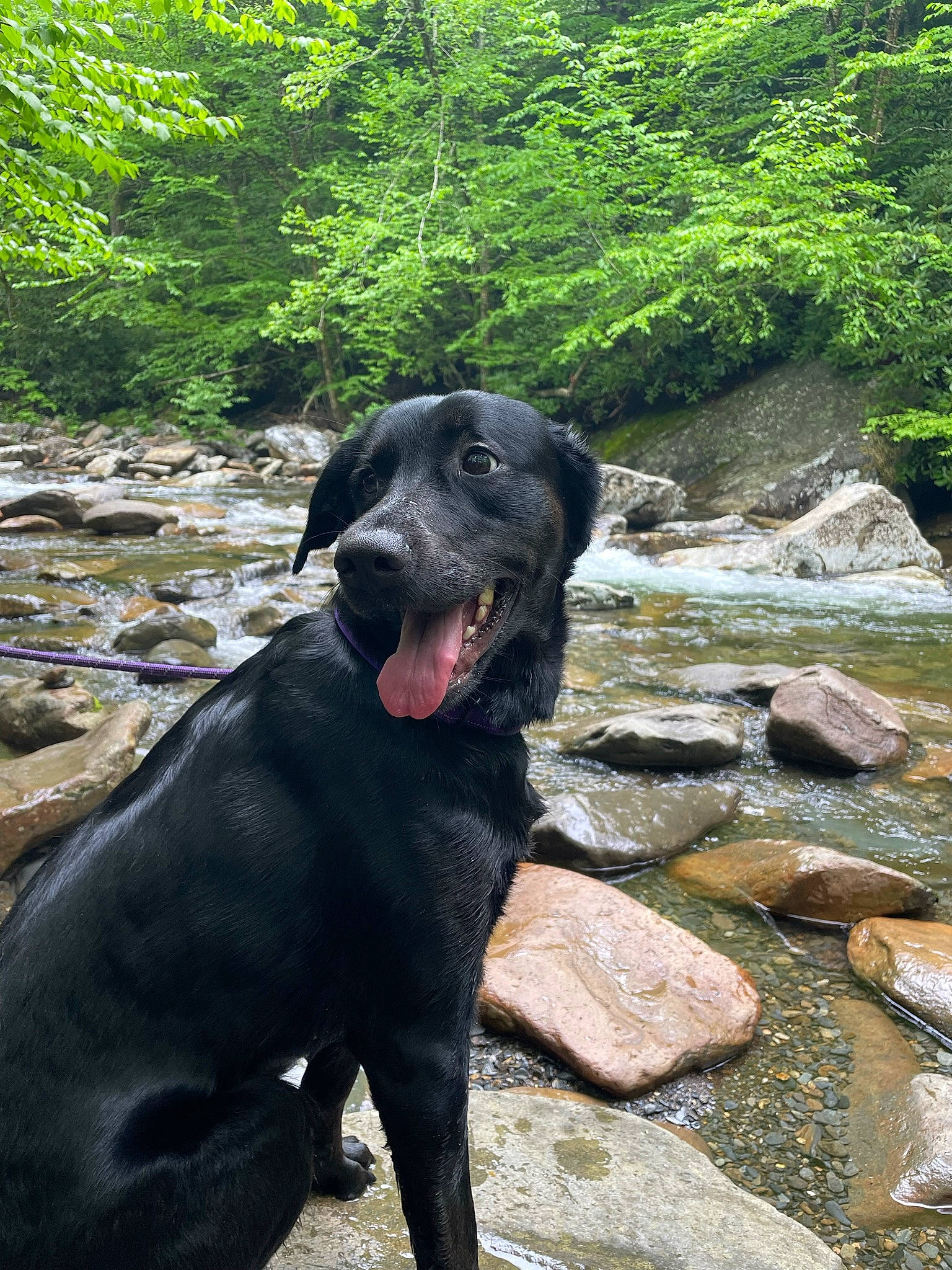 Athena joined the competition — help win amazing prizes! bedrock, borador, carnivore, companion_dog, dog, dog_breed, fluvial_landforms_of_streams, grass, guard_dog, gun_dog, landscape, plant, retriever, riparian_zone, rock, stream, terrestrial_animal, tree, water, working_animal
