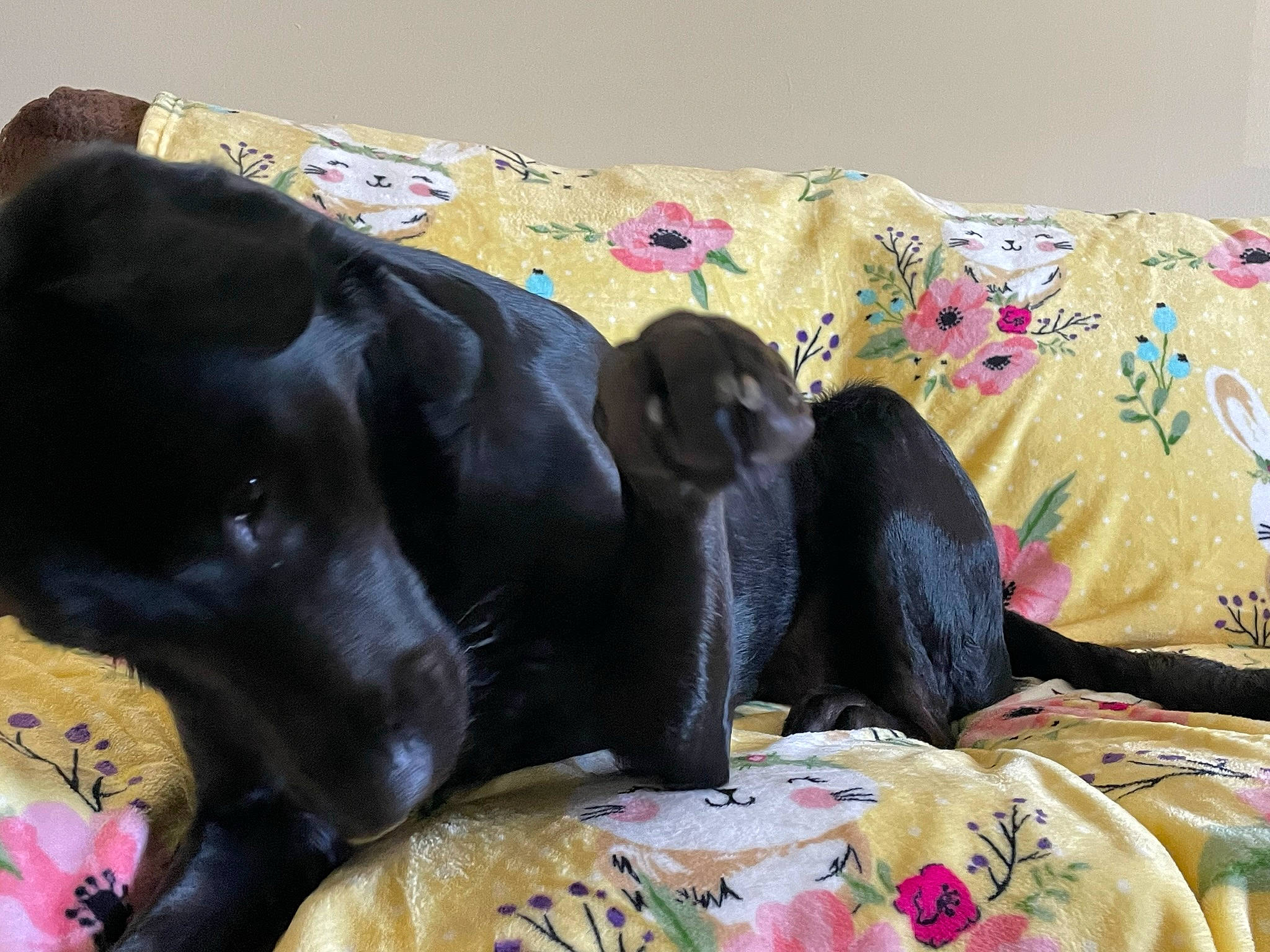 Athena is registered to the contest to win money with this photo: borador, canidae, carnivore, collar, comfort, companion_dog, dog, dog_breed, dog_collar, dog_supply, fawn, fur, gun_dog, linens, liver, mammal, pet_supply, retriever, sporting_group, working_animal