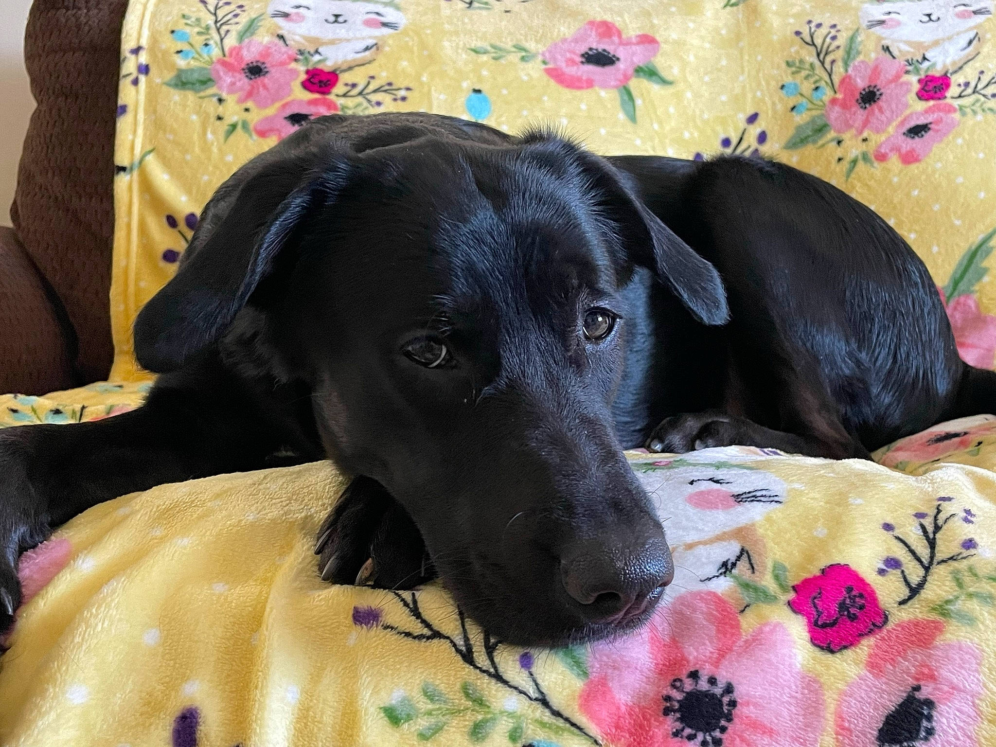 Athena is registered to the contest to win money with this photo: borador, canidae, carnivore, collar, comfort, companion_dog, dog, dog_breed, dog_collar, dog_supply, fur, guard_dog, pet_supply, snout, sporting_group, working_animal