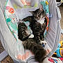 Penelope joined the competition — help win amazing prizes! animal_print, baby_swing, cat, child, colorful, comfort, cozy, floor, fur, home, indoor, pajamas, pet, relaxation, sleeping, soft, spiderman, tabby_cat, tail, toy