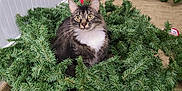 Penelope joined the competition — help win amazing prizes! animal, carpet, cat, christmas_garland, curiosity, curious, decor, door, ears, feline, greenery, holiday, indoor, living_room, pet, sitting, tabby_cat, wall, whiskers, white_chest