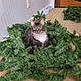 animal, carpet, cat, christmas_garland, curiosity, curious, decor, door, ears, feline, greenery, holiday, indoor, living_room, pet, sitting, tabby_cat, wall, whiskers, white_chest