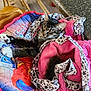 Penelope is registered to the contest to win money with this photo: blanket, cat, chair, colorful, cozy, cute, domestic_animal, feline, fur, indoor, kitchen_counter, patterned_fabric, paw, pet, pink_blanket, resting, sleeping, tabby_cat, tail, wooden_chair
