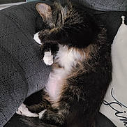 Penelope joined the competition — help win amazing prizes! animal, cat, couch, cozy, curled_up, cute, domestic_animal, feline, fur, furniture, home, indoor, paw, pet, relaxing, resting, sleeping, tabby, whiskers, white_paws