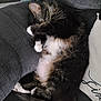 animal, cat, couch, cozy, curled_up, cute, domestic_animal, feline, fur, furniture, home, indoor, paw, pet, relaxing, resting, sleeping, tabby, whiskers, white_paws
