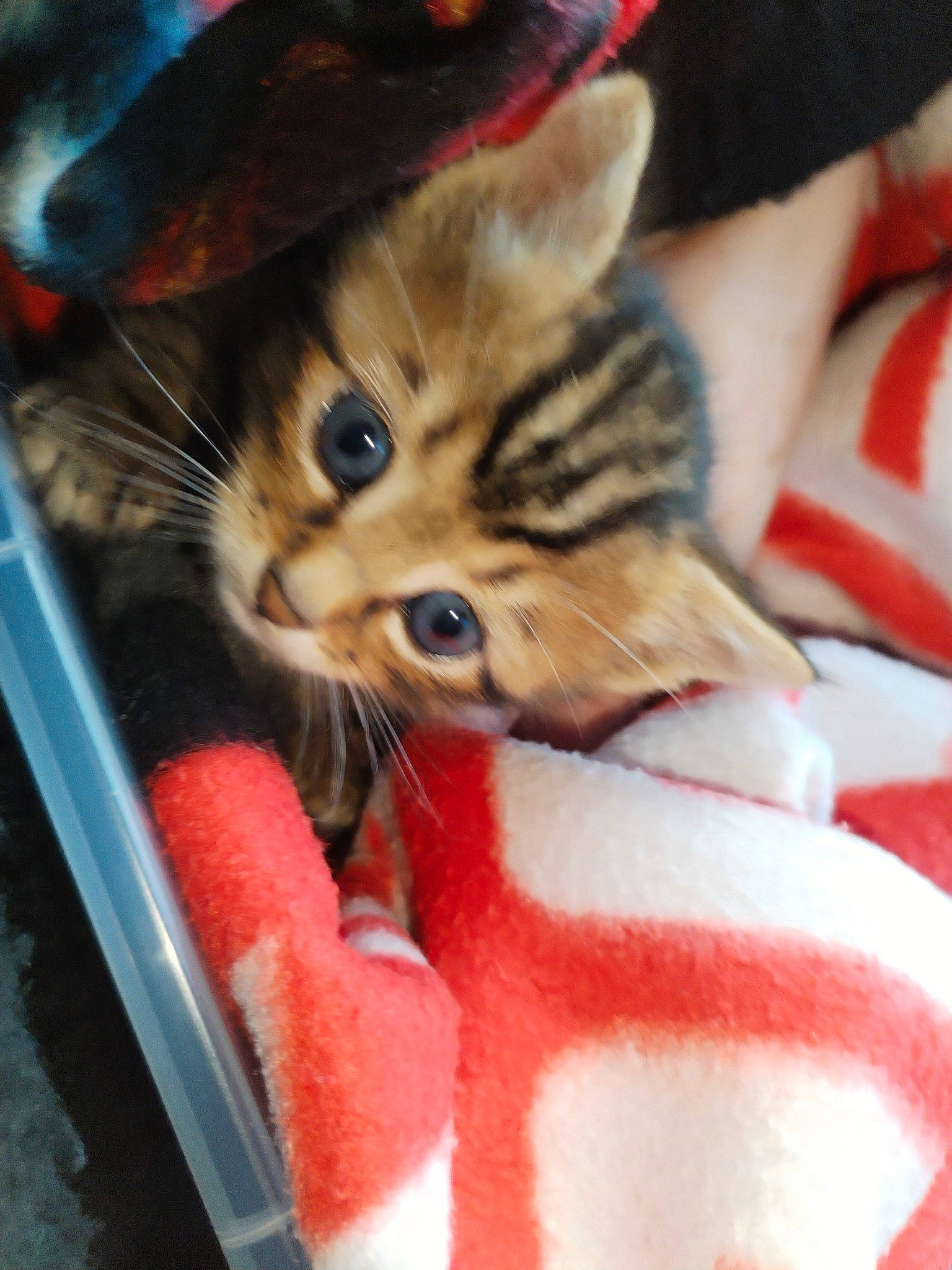 O'Hanna a rejoint le concours — aidez-le/la à gagner de superbes lots ! carmine, carnivore, cat, cat_supply, claw, domestic_short_haired_cat, fawn, felidae, fur, holiday, human_leg, lap, nail, paw, small_to_medium_sized_cats, snout, tail, vehicle_door, whiskers, window