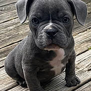 Freya is registered to the contest to win money with this photo: adorable, animal, canine, cute, dog, ears, face, front_view, fur, gray, looking, outdoor, pet, portrait, puppy, sitting, small, wooden_deck, wrinkles, young