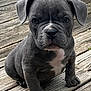 adorable, animal, canine, cute, dog, ears, face, front_view, fur, gray, looking, outdoor, pet, portrait, puppy, sitting, small, wooden_deck, wrinkles, young