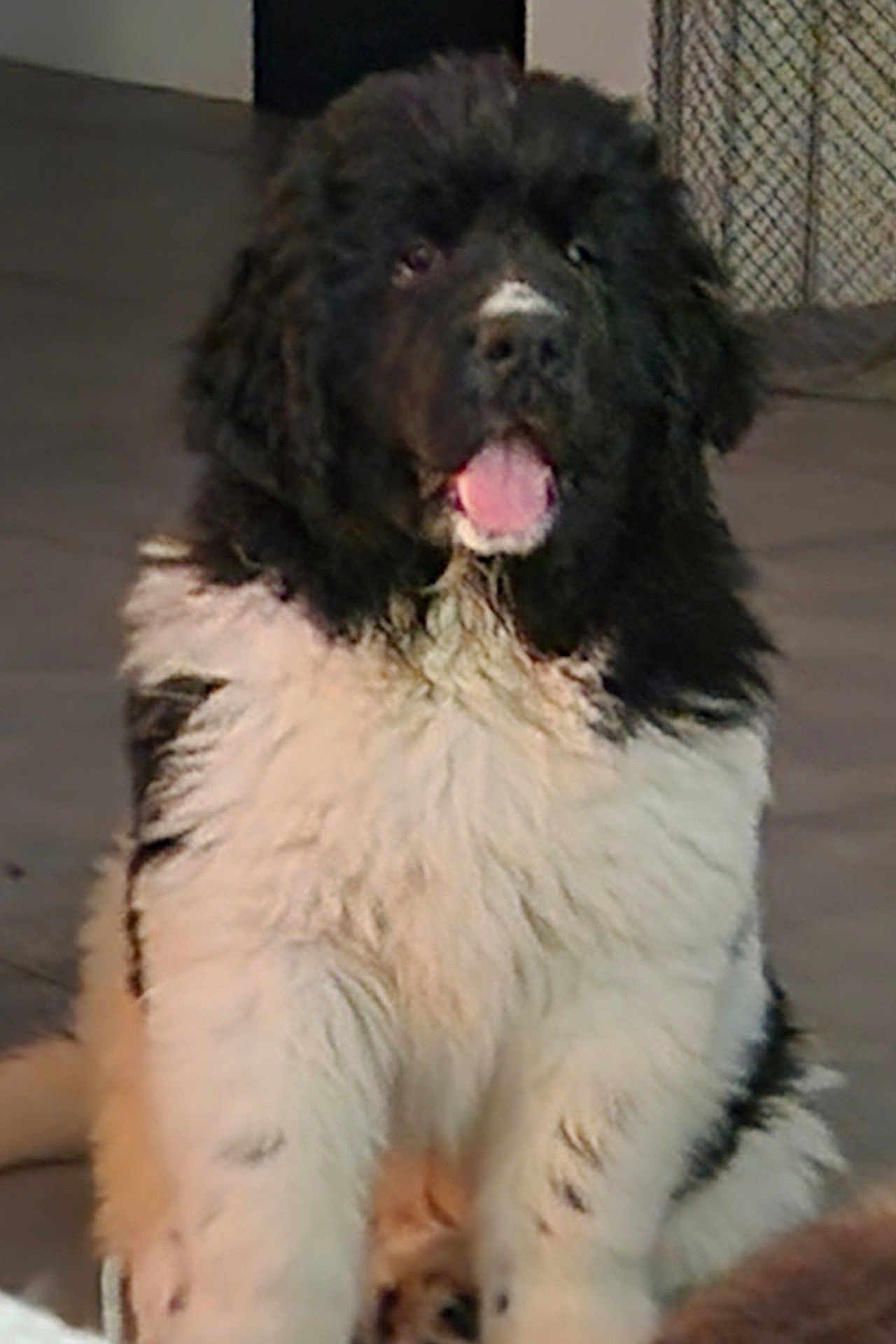 Aîko a rejoint le concours — aidez-le/la à gagner de superbes lots ! puppy, dog, black_and_white, fluffy, indoor, floor, pet, cute, young_dog, sitting, animal, canine, playful, mouth_open, fur, domestic_animal, portrait, looking, mesh_gate, tile_floor