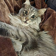 Rominet a rejoint le concours — aidez-le/la à gagner de superbes lots ! cat, tabby, fluffy_fur, gray_fur, big_eyes, curious, paw, blanket, brown_blanket, cozy, indoor, striped_sock, colorful_sock, pet, animal, feline, whiskers, relaxed, close_up, soft_texture