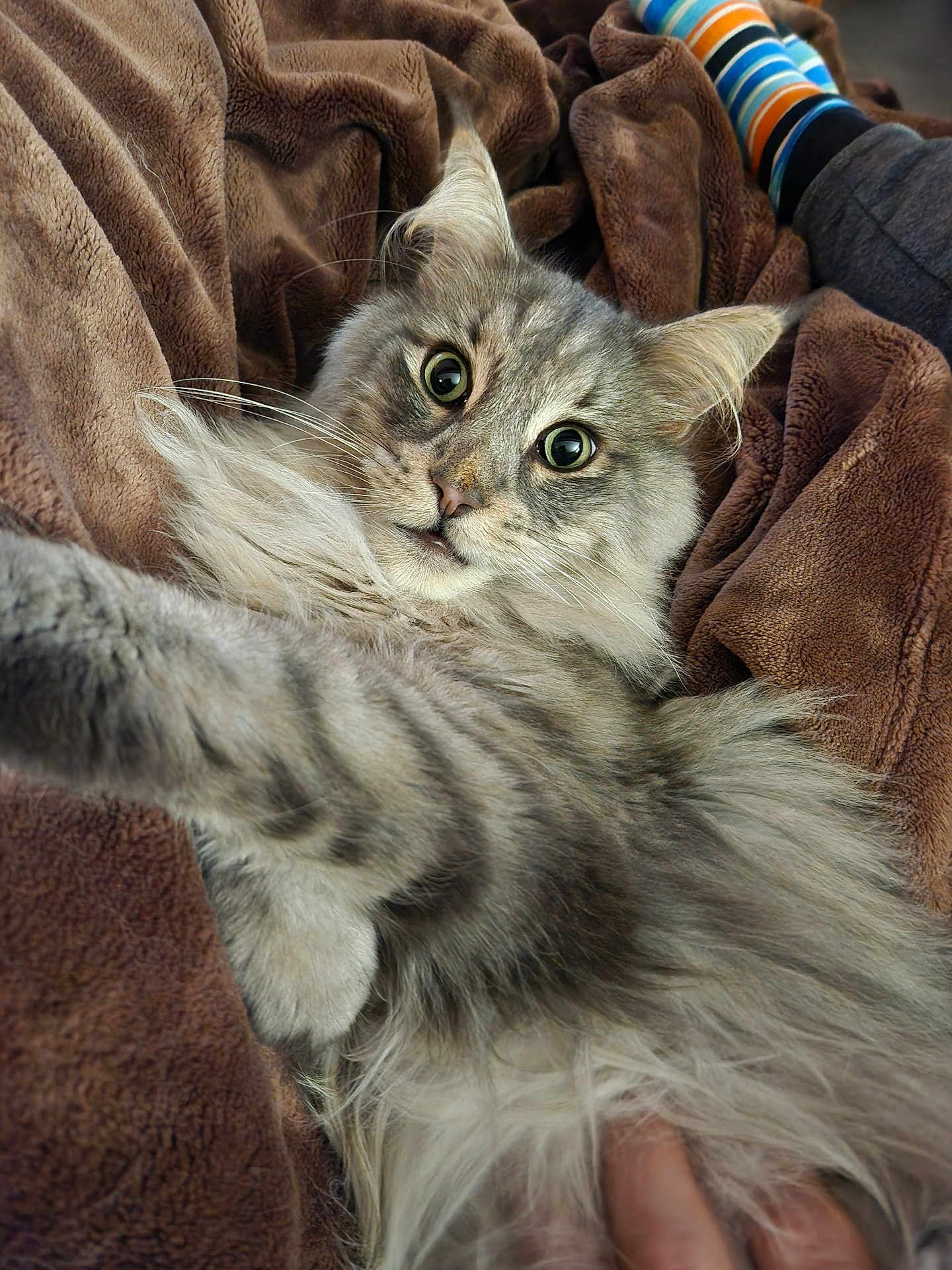 Rominet a rejoint le concours — aidez-le/la à gagner de superbes lots ! cat, tabby, fluffy_fur, gray_fur, big_eyes, curious, paw, blanket, brown_blanket, cozy, indoor, striped_sock, colorful_sock, pet, animal, feline, whiskers, relaxed, close_up, soft_texture