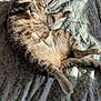 abyssinian, animal, bed, bedroom, blanket, cat, couch, cushion, furniture, homedecor, indoors, kitten, linen, manx, person, pet, quilt, room, siamese, sleeping