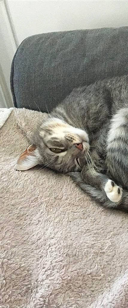 Maya a rejoint le concours — aidez-le/la à gagner de superbes lots ! carnivore, cat, claw, comfort, domestic_short_haired_cat, felidae, fur, grey, nap, paw, small_to_medium_sized_cats, snout, tail, whiskers, wood