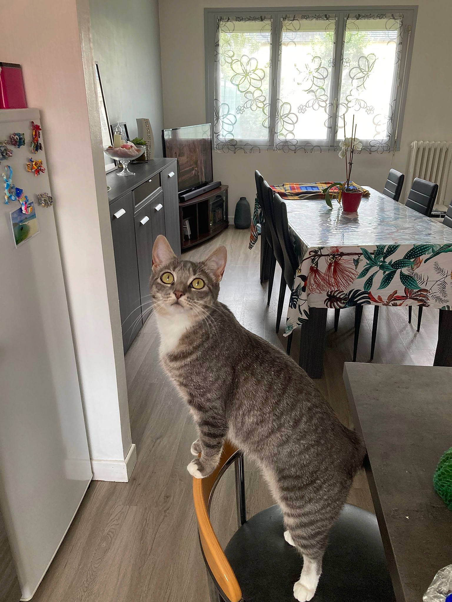 Maya a rejoint le concours — aidez-le/la à gagner de superbes lots ! carnivore, cat, domestic_short_haired_cat, felidae, floor, flooring, grey, hardwood, house, interior_design, kitchen_dining_room_table, laminate_flooring, small_to_medium_sized_cats, table, tablecloth, tail, whiskers, window, wood, wood_flooring