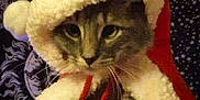 Twisty joined the competition — help win amazing prizes! animal, cat, celebration, christmas, costume, cute, feline, festive, fur, holiday, holiday_theme, indoor, pet, portrait, red, santa_hat, star_pattern, tapestry, whiskers, white