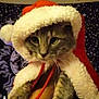 Twisty joined the competition — help win amazing prizes! cat, santa_hat, christmas, holiday, festive, animal, pet, costume, fur, whiskers, indoor, portrait, cute, holiday_theme, celebration, feline, tapestry, star_pattern, red, white