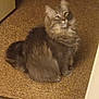 animal, carpet, cat, cozy, curious, cute, domestic_cat, ears, eyes, feline, fluffy, fur, gray_cat, indoor, looking_up, mammal, pet, sitting, tail, whiskers