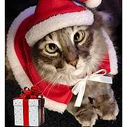 Twisty is registered to the contest to win money with this photo: cat, pet, animal, santa_hat, holiday, christmas, festive, red, white, fur, whiskers, ribbon, gift_box, present, indoor, cute, closeup, eyes, costume, celebration