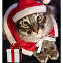 cat, pet, animal, santa_hat, holiday, christmas, festive, red, white, fur, whiskers, ribbon, gift_box, present, indoor, cute, closeup, eyes, costume, celebration
