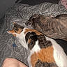 animal, bed, blanket, brindle_dog, calico_cat, canine, cat, comfort, companion, cozy, dog, domestic, feline, human_leg, indoor, patterned_bedspread, pet, relaxed, resting, sleeping