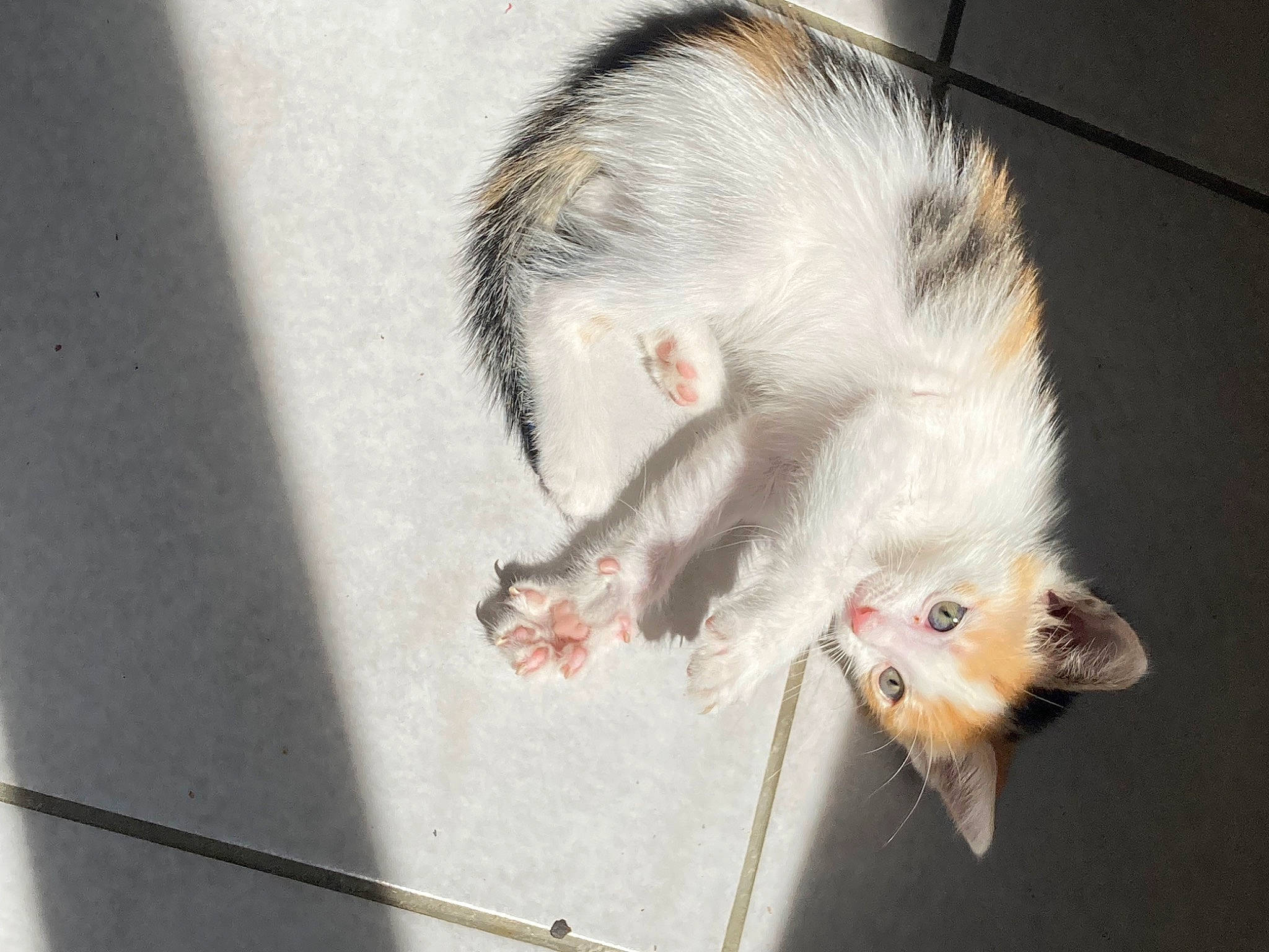 Upsie participe au concours pour gagner de l'argent avec cette photo : claw, fawn, felidae, foot, fur, hamster, mouse, muridae, muroidea, paw, pest, primate, rat, rodent, small_to_medium_sized_cats, snout, tail, terrestrial_animal, toe, whiskers