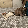 animal, bed, blanket, brindle_dog, calico_cat, canine, cat, companion, cozy, dog, domestic, feline, fur, indoor, patterned_bedspread, pet, pillow, relaxed, resting, sleepy