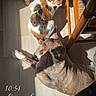 animal, brindle_dog, calico_cat, cat, chair, cozy, daytime, dog, domestic, flooring, footwear, indoor, legs, nike_sandal, pet, relaxation, shadow, sunlight, time_overlay, wooden_floor