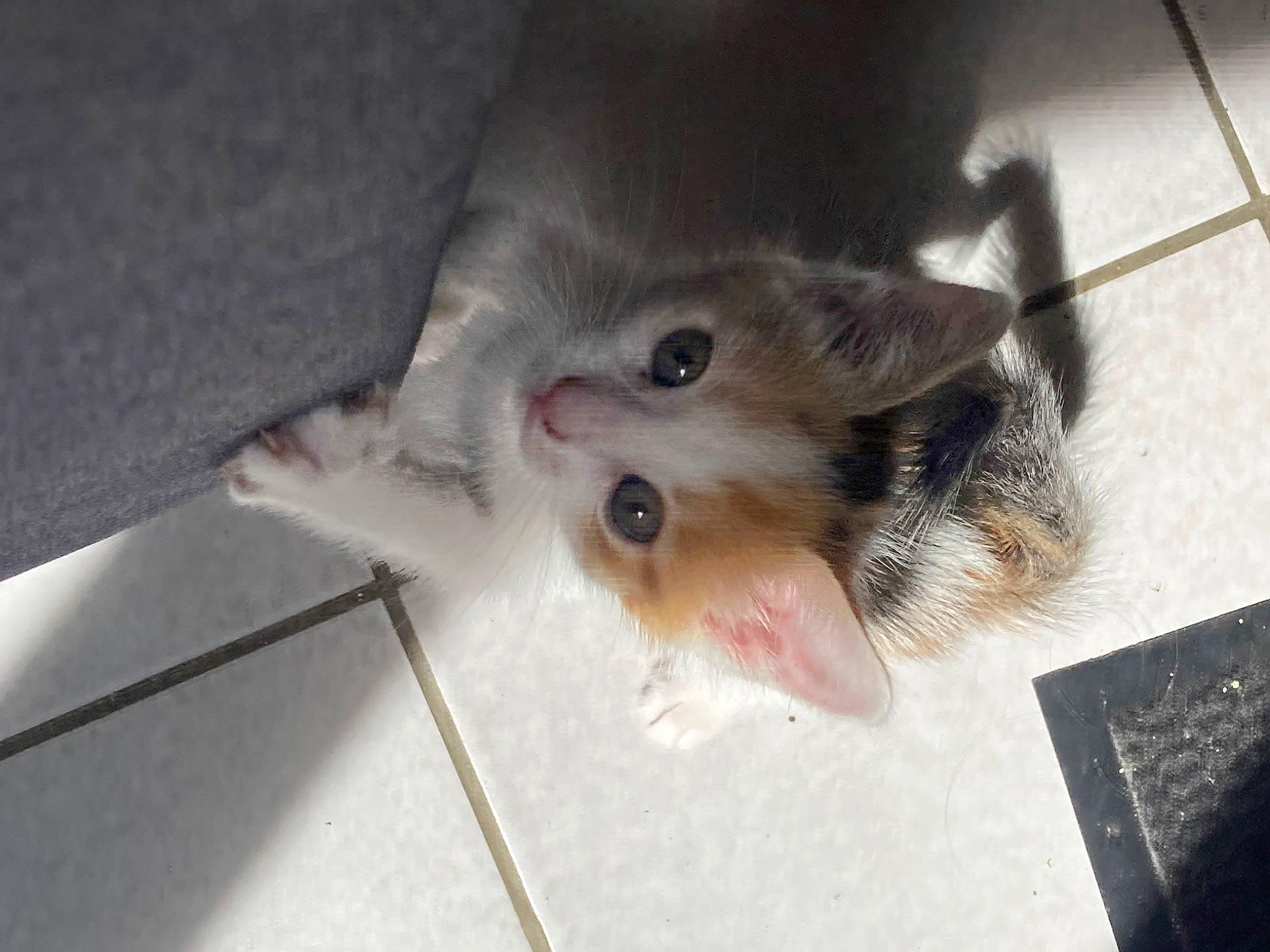 Upsie a rejoint le concours — aidez-le/la à gagner de superbes lots ! animal_shelter, canidae, carnivore, cat, claw, dog_breed, domestic_short_haired_cat, fawn, felidae, flooring, fur, mouse, paw, pest, pet_supply, small_to_medium_sized_cats, snout, whiskers