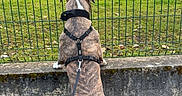 Aïko participe au concours pour gagner de l'argent avec cette photo : dog, brindle, leash, fence, concrete_wall, goats, grass, outdoor, animal, pet, curious, standing, grazing, farm, rural, nature, daytime, sky, trees, building