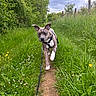 Aïko a rejoint le concours — aidez-le/la à gagner de superbes lots ! dog, leash, path, grass, wildflowers, outdoor, cloudy_sky, nature, greenery, walking, canine, adventure, animal, field, summer, pet, plants, trail, playful, harness