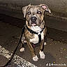 dog, brindle, harness, sitting, pavement, night, street, concrete_wall, leash, canine, pet, animal, road_marking, urban, outdoor, flash, looking_at_camera, calm, paw, ears